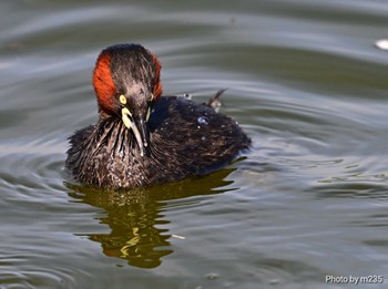 Little Grebe Isanuma Sat, 4/13/2024