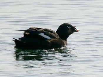 White-winged Scoter Sambanze Tideland Sun, 4/14/2024