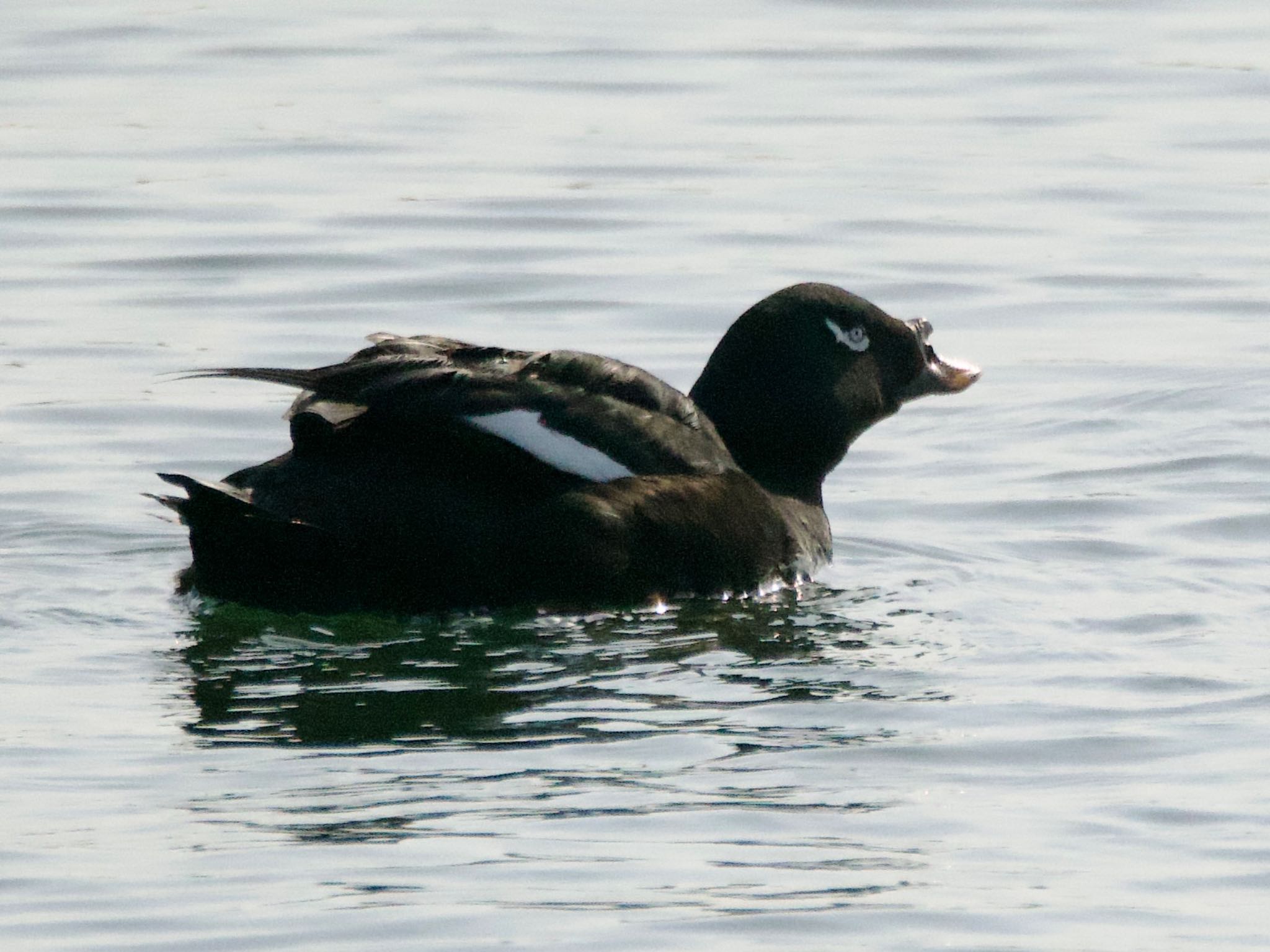 White-winged Scoter