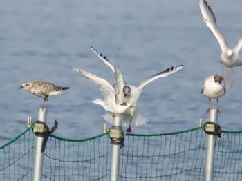 コアジサシ ふなばし三番瀬海浜公園 2024年4月14日(日)