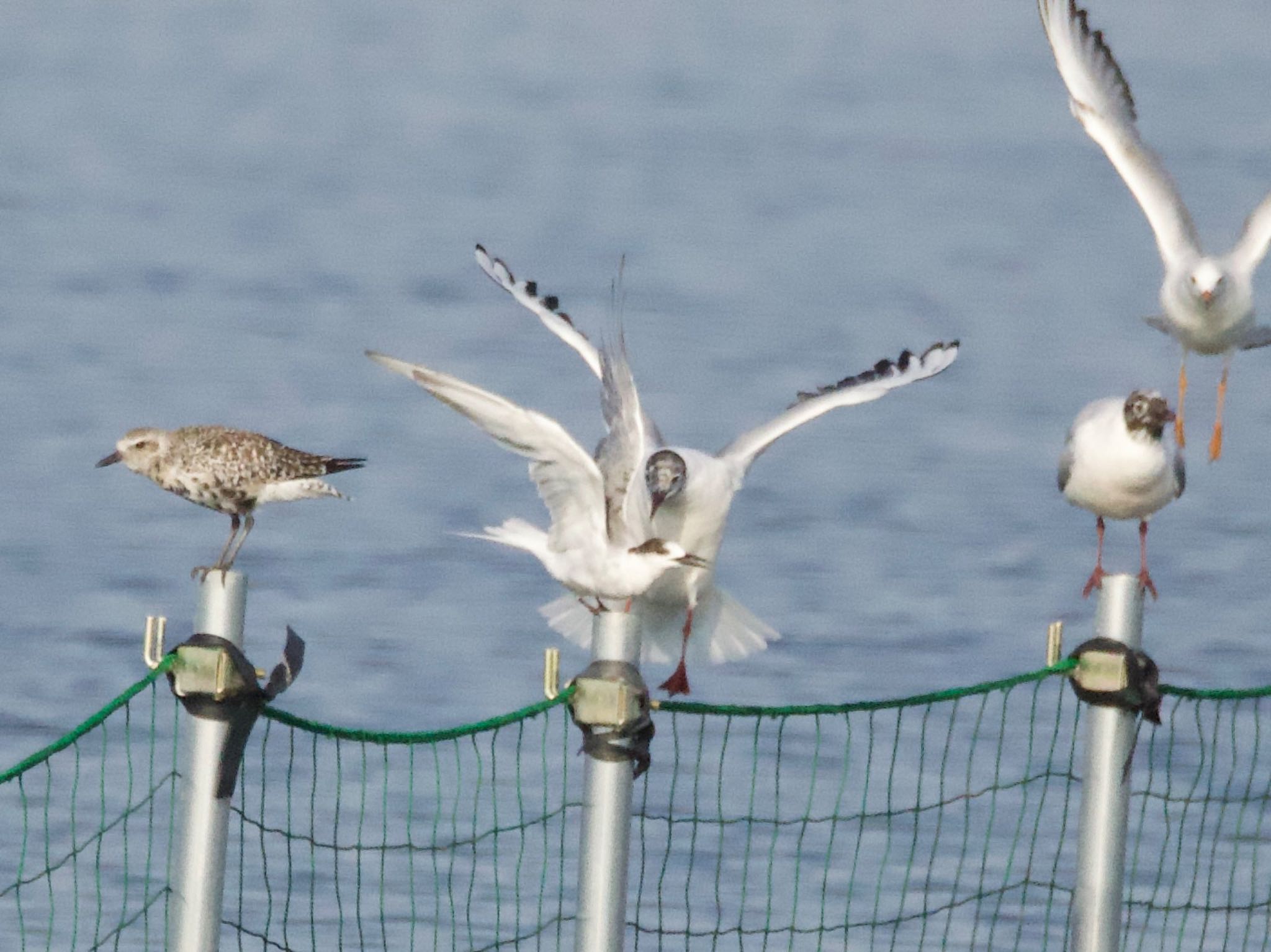 ふなばし三番瀬海浜公園 コアジサシの写真 by スキーヤー