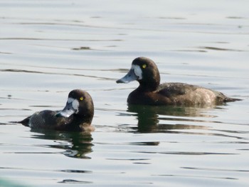 Greater Scaup Sambanze Tideland Sun, 4/14/2024