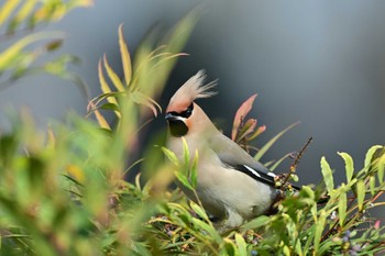 Bohemian Waxwing 川崎市 Sun, 3/17/2024