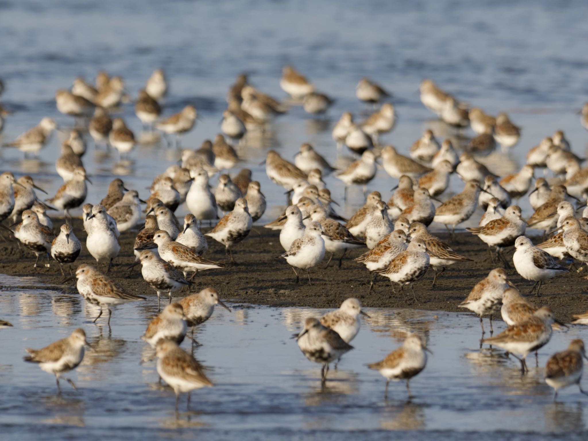 Photo of Dunlin at Sambanze Tideland by スキーヤー