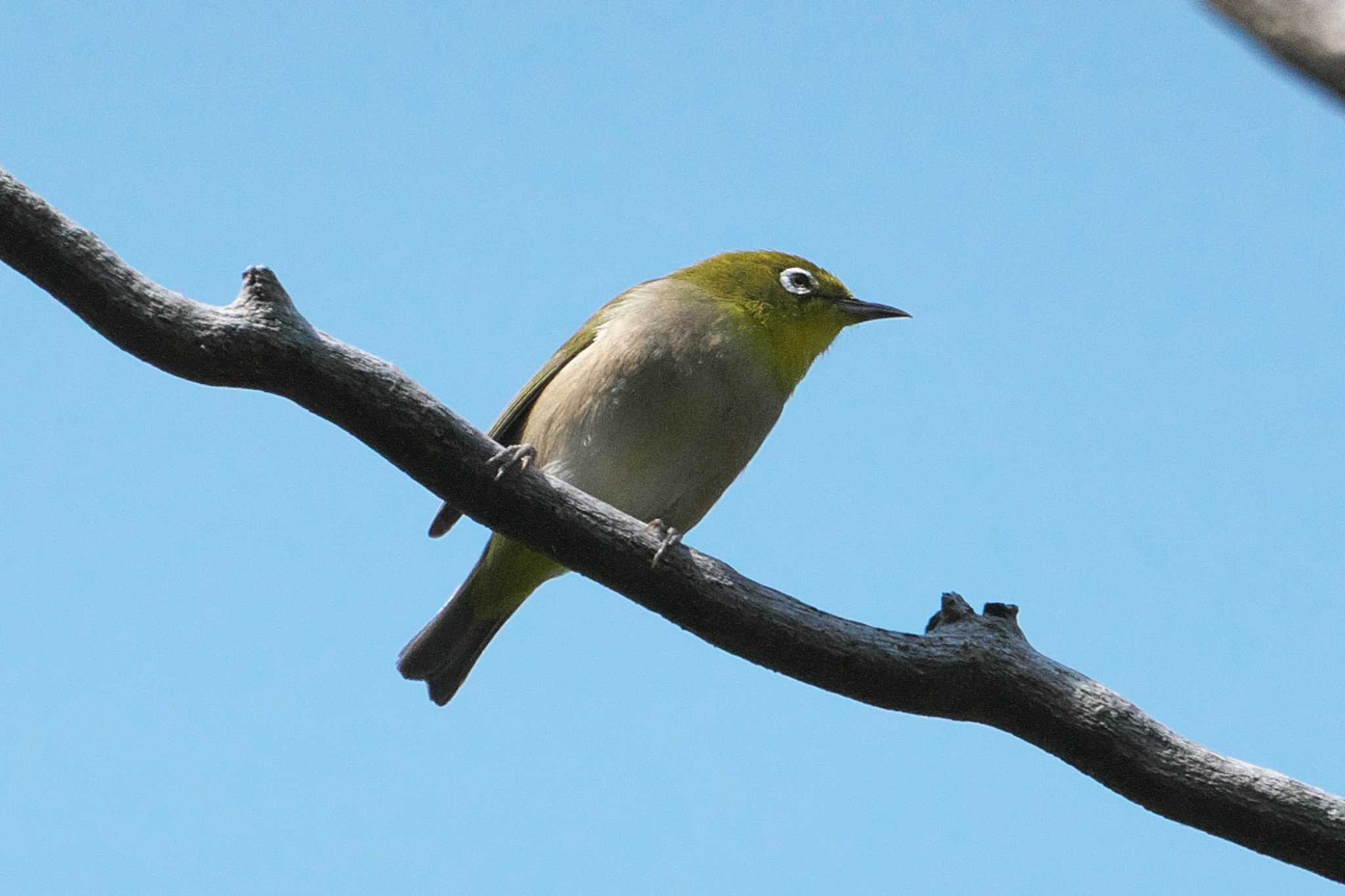 Warbling White-eye