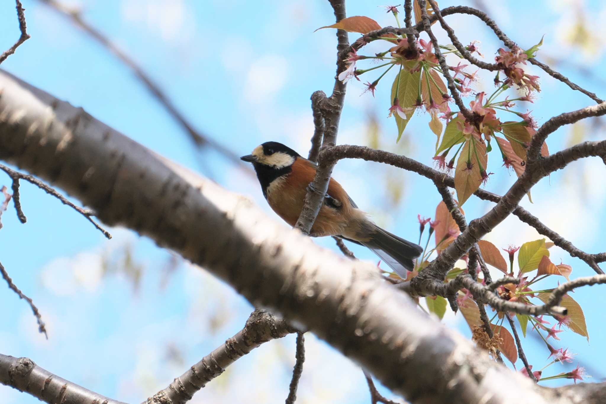 Photo of Varied Tit at 日向渓谷 by Y. Watanabe