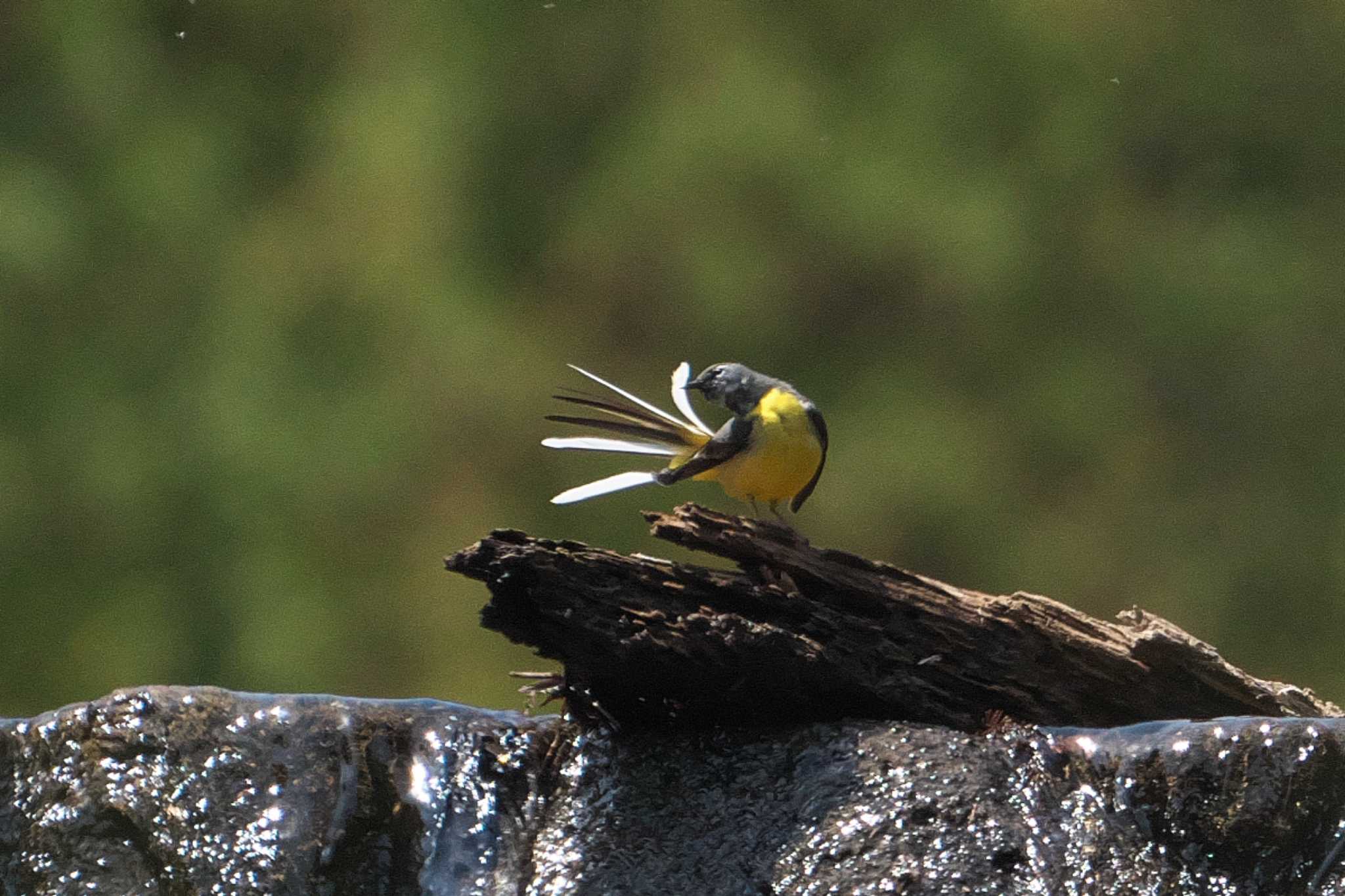 Photo of Grey Wagtail at 日向渓谷 by Y. Watanabe