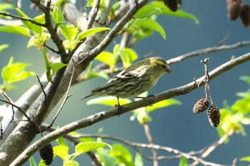 Eurasian Siskin 日向渓谷 Sun, 4/14/2024