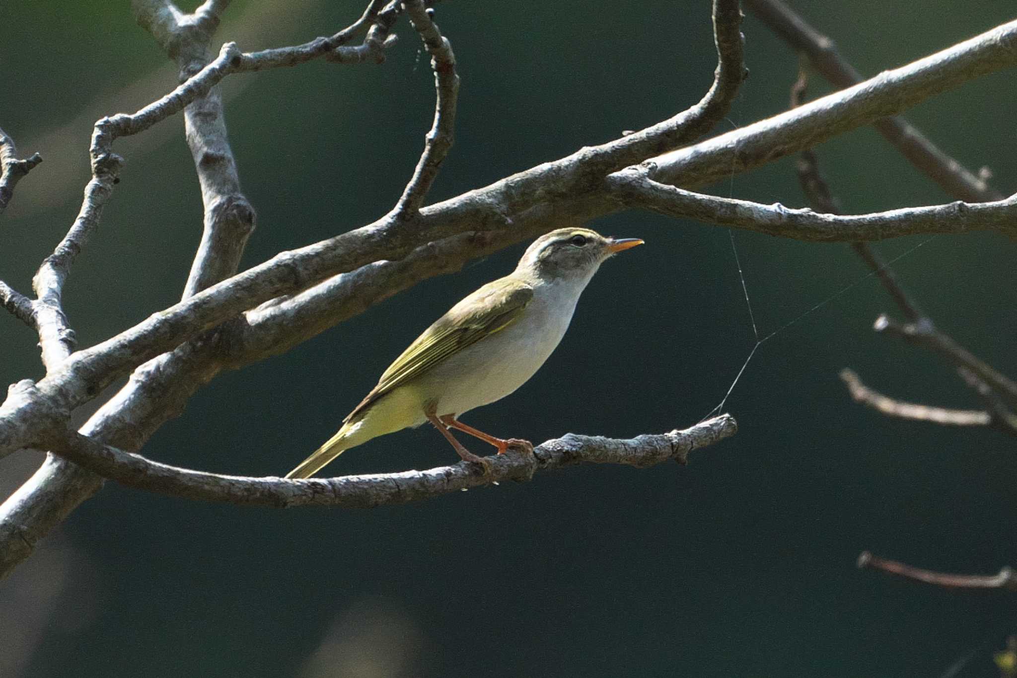 Eastern Crowned Warbler