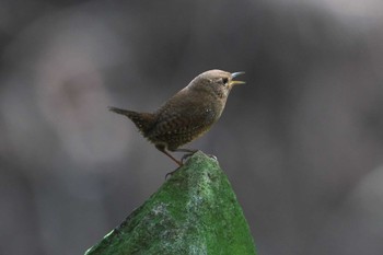 Sun, 4/14/2024 Birding report at 日向渓谷