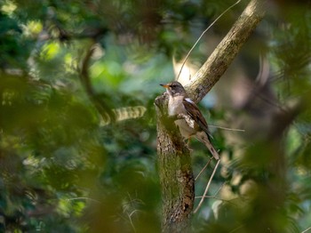 Pale Thrush 高崎自然の森 Sun, 4/14/2024