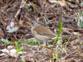 Pale Thrush 高崎自然の森 Sun, 4/14/2024