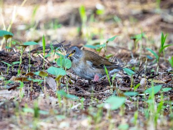 Pale Thrush 高崎自然の森 Sun, 4/14/2024