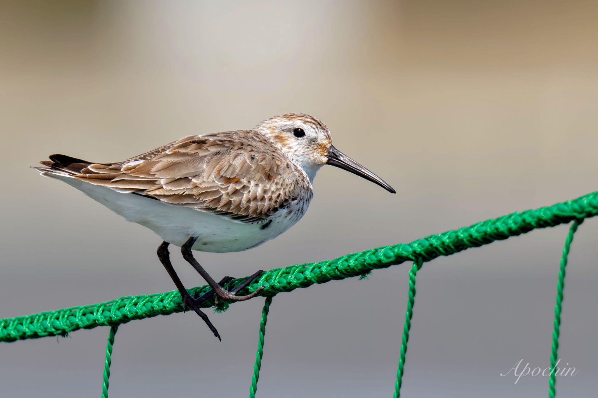 Dunlin