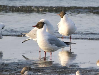 Black-headed Gull Sambanze Tideland Sun, 4/14/2024