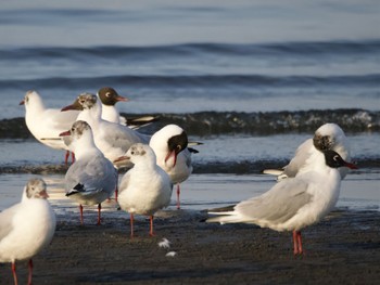 Black-headed Gull Sambanze Tideland Sun, 4/14/2024