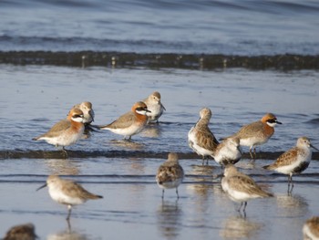 Siberian Sand Plover Sambanze Tideland Sun, 4/14/2024