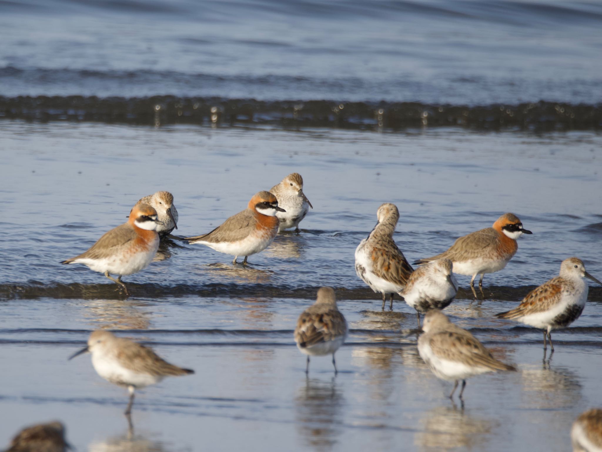 Siberian Sand Plover