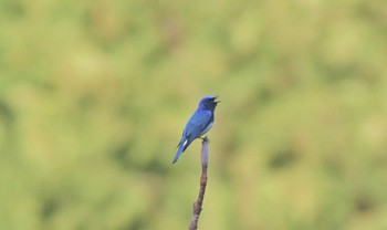 Blue-and-white Flycatcher Unknown Spots Sun, 4/14/2024