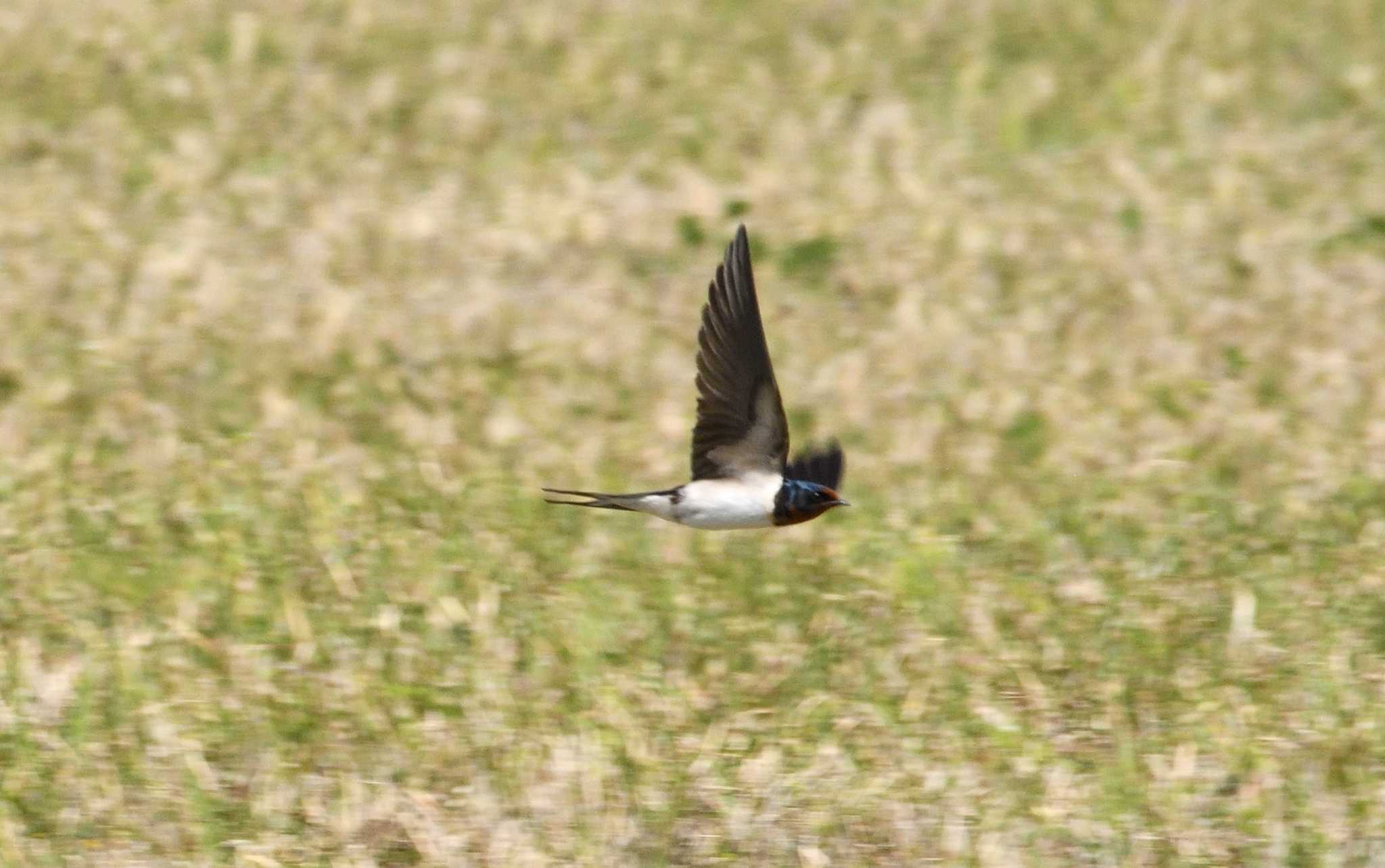 Photo of Barn Swallow at 酒匂川河口 by morinokotori