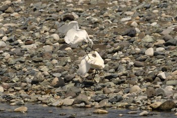 Little Egret 酒匂川河口 Sun, 4/14/2024