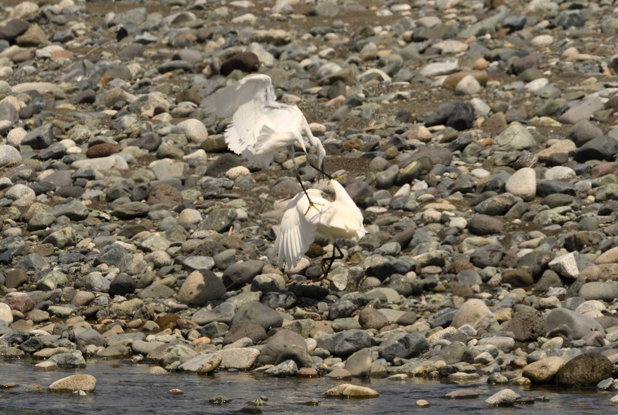 Little Egret