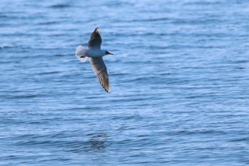 ユリカモメ 幕張海浜公園 2024年4月7日(日)