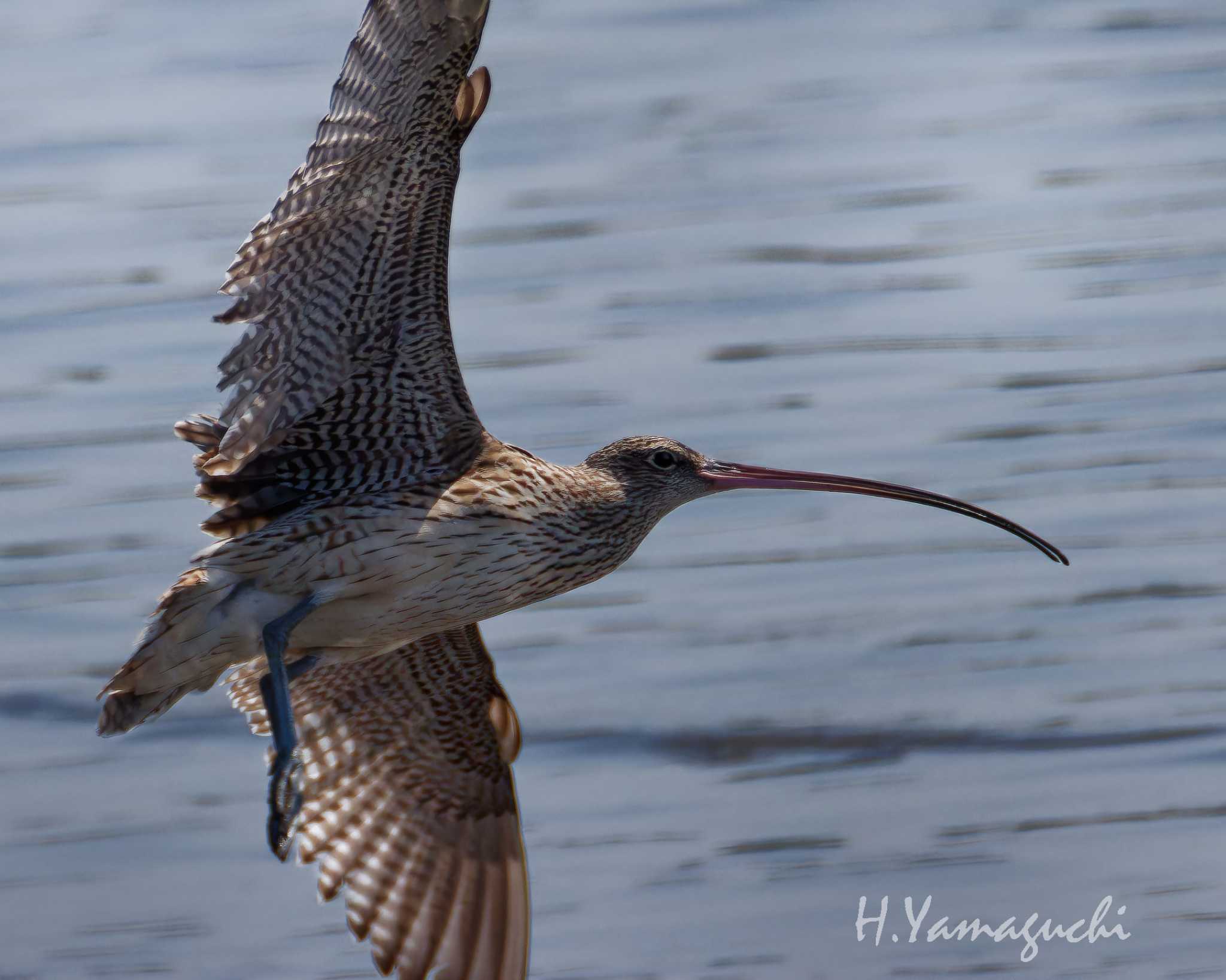 葛西臨海公園 ホウロクシギの写真 by intasumo