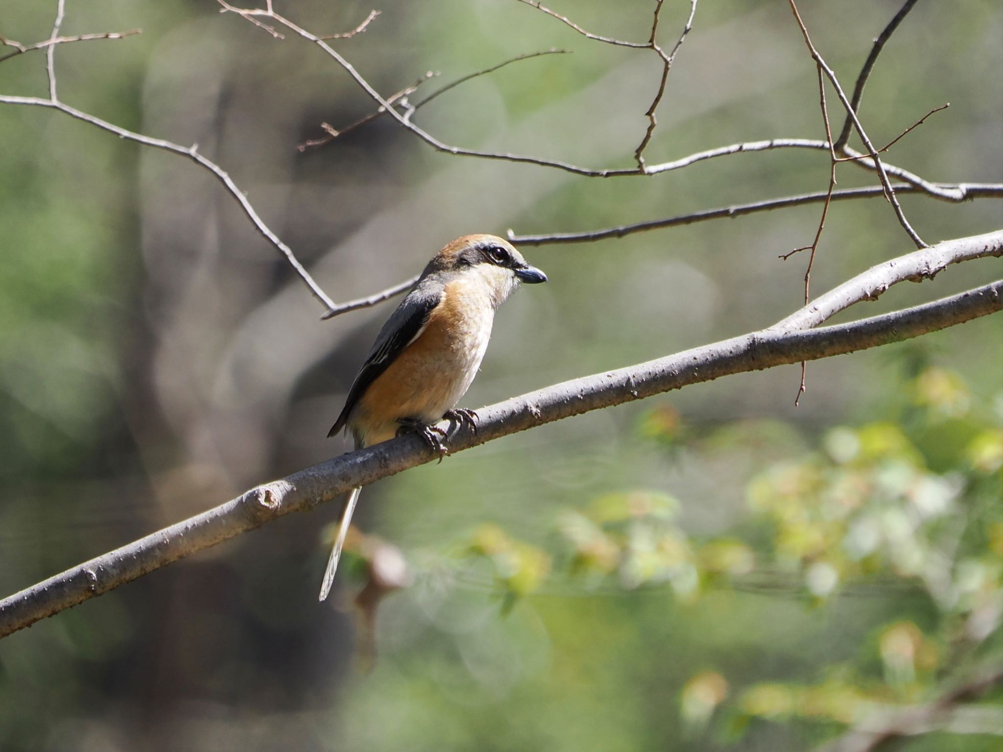 Photo of Bull-headed Shrike at Kitamoto Nature Observation Park by クロやん