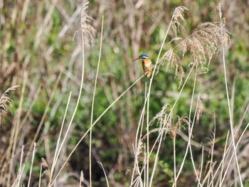 Common Kingfisher Kitamoto Nature Observation Park Sat, 3/30/2024