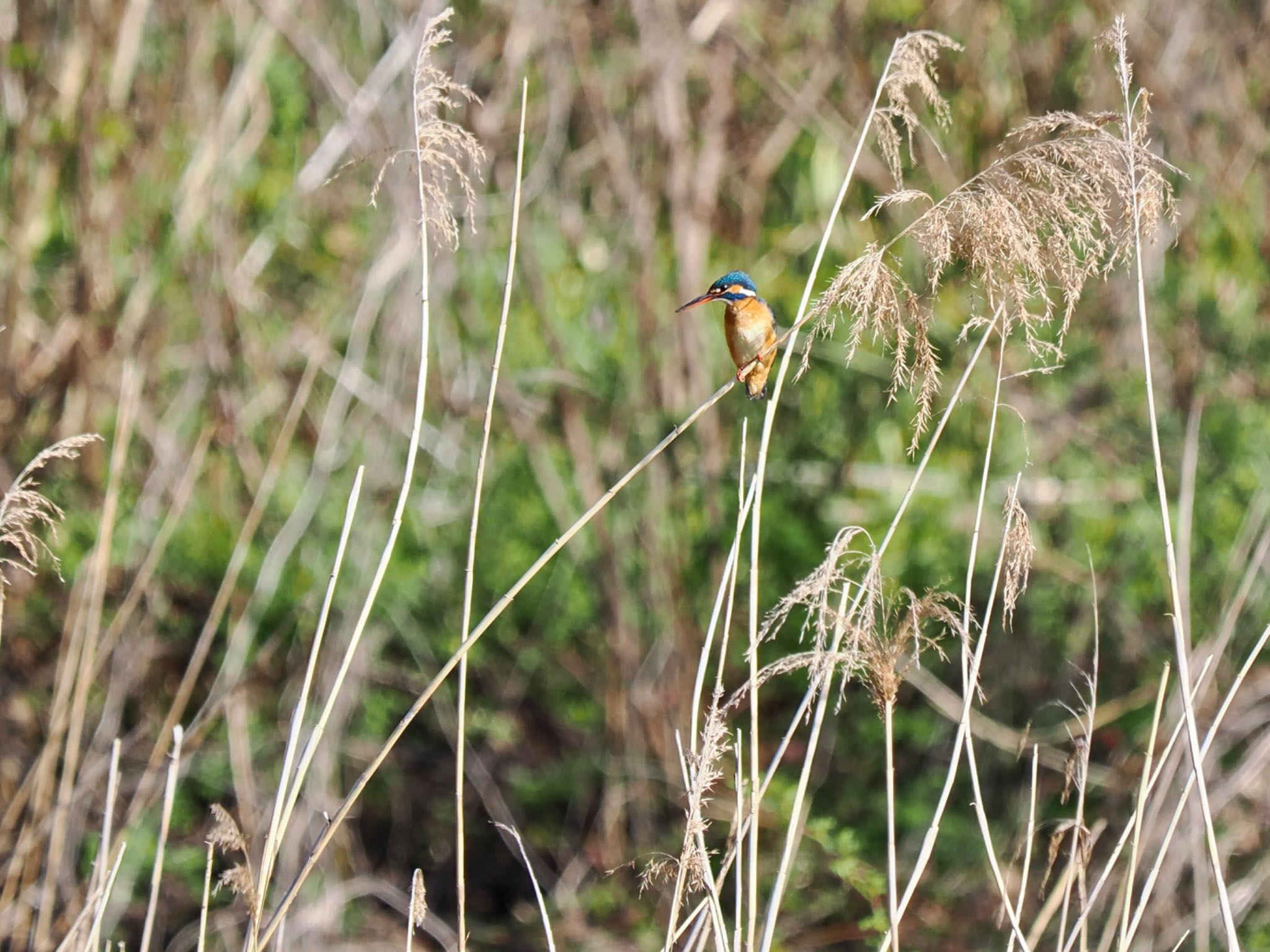 Common Kingfisher