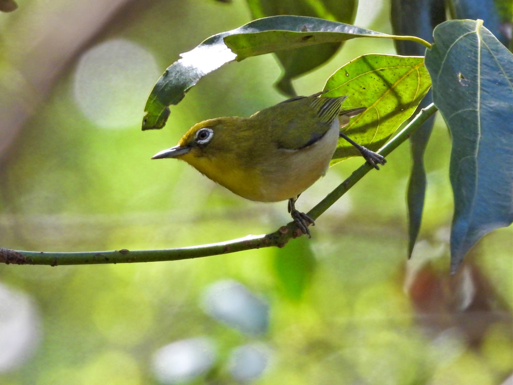 Warbling White-eye