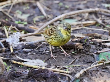 Masked Bunting Kitamoto Nature Observation Park Sat, 3/30/2024