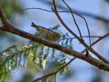 Goldcrest Kitamoto Nature Observation Park Sat, 3/30/2024