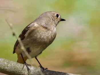 Daurian Redstart Kitamoto Nature Observation Park Sat, 3/30/2024