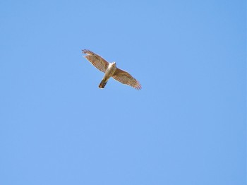 Eurasian Goshawk Kitamoto Nature Observation Park Sat, 3/30/2024