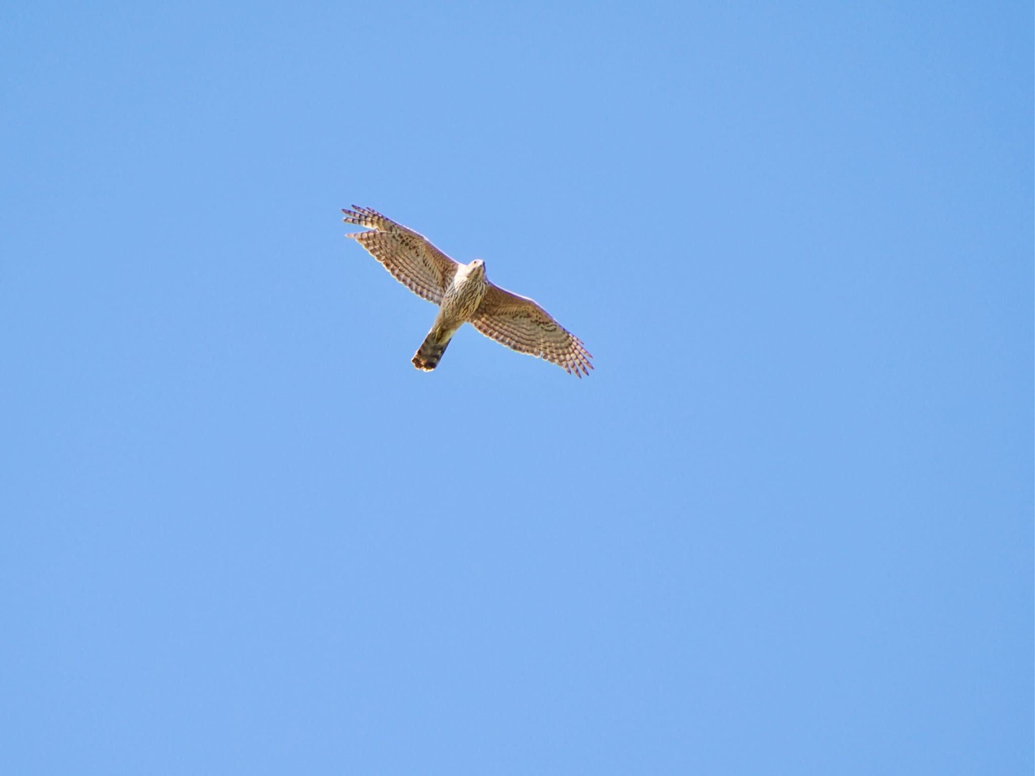 Eurasian Goshawk