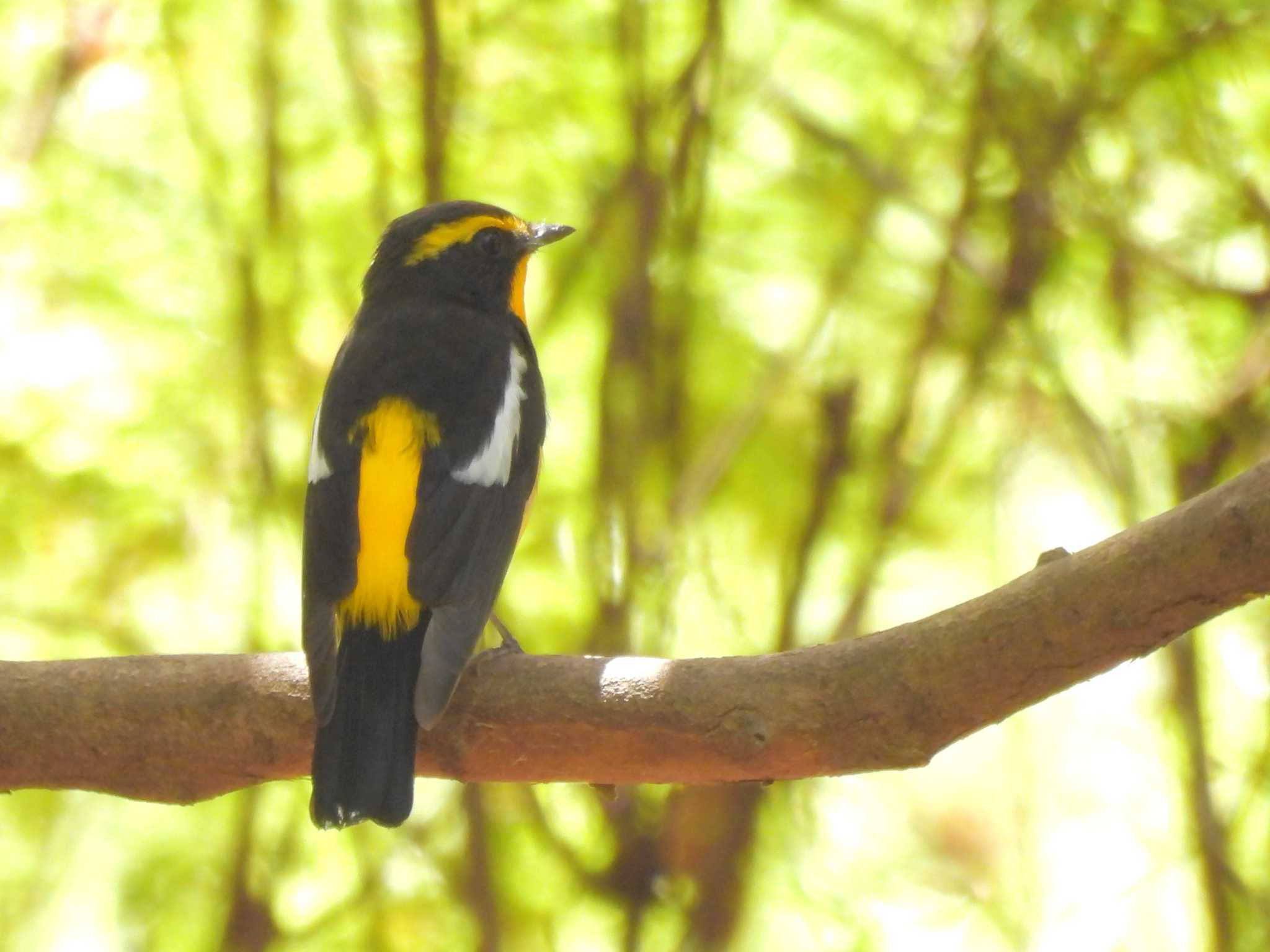 Photo of Narcissus Flycatcher at Osaka castle park by ゆりかもめ