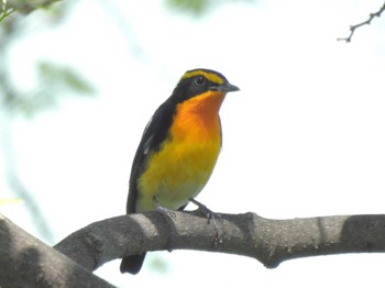 Narcissus Flycatcher Osaka castle park Sun, 4/14/2024