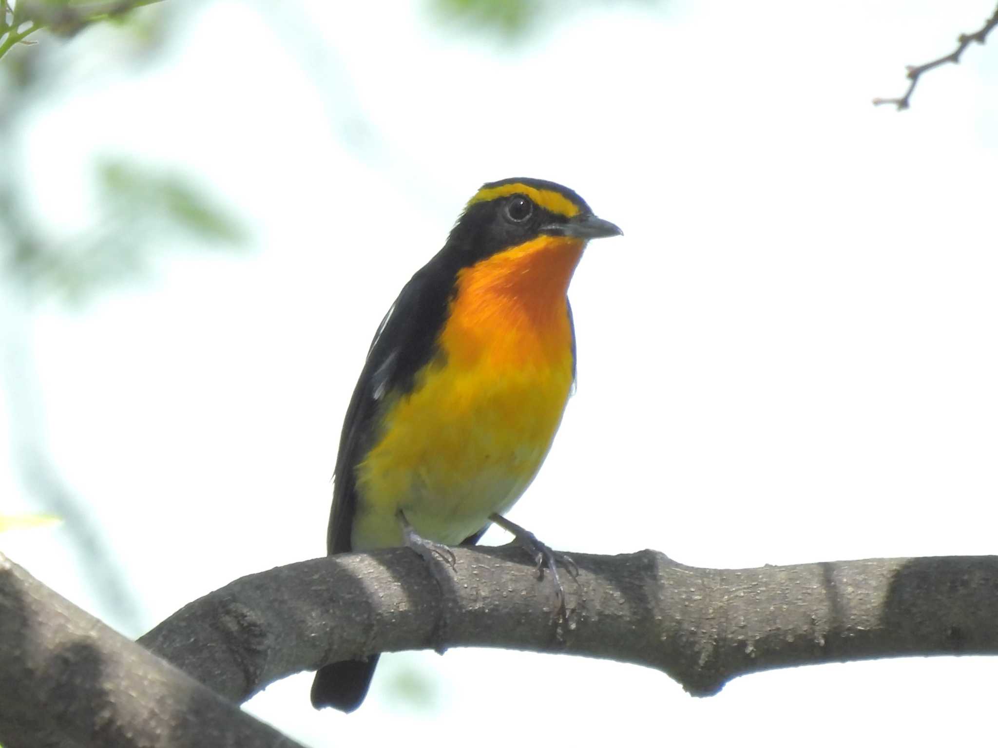 Photo of Narcissus Flycatcher at Osaka castle park by ゆりかもめ