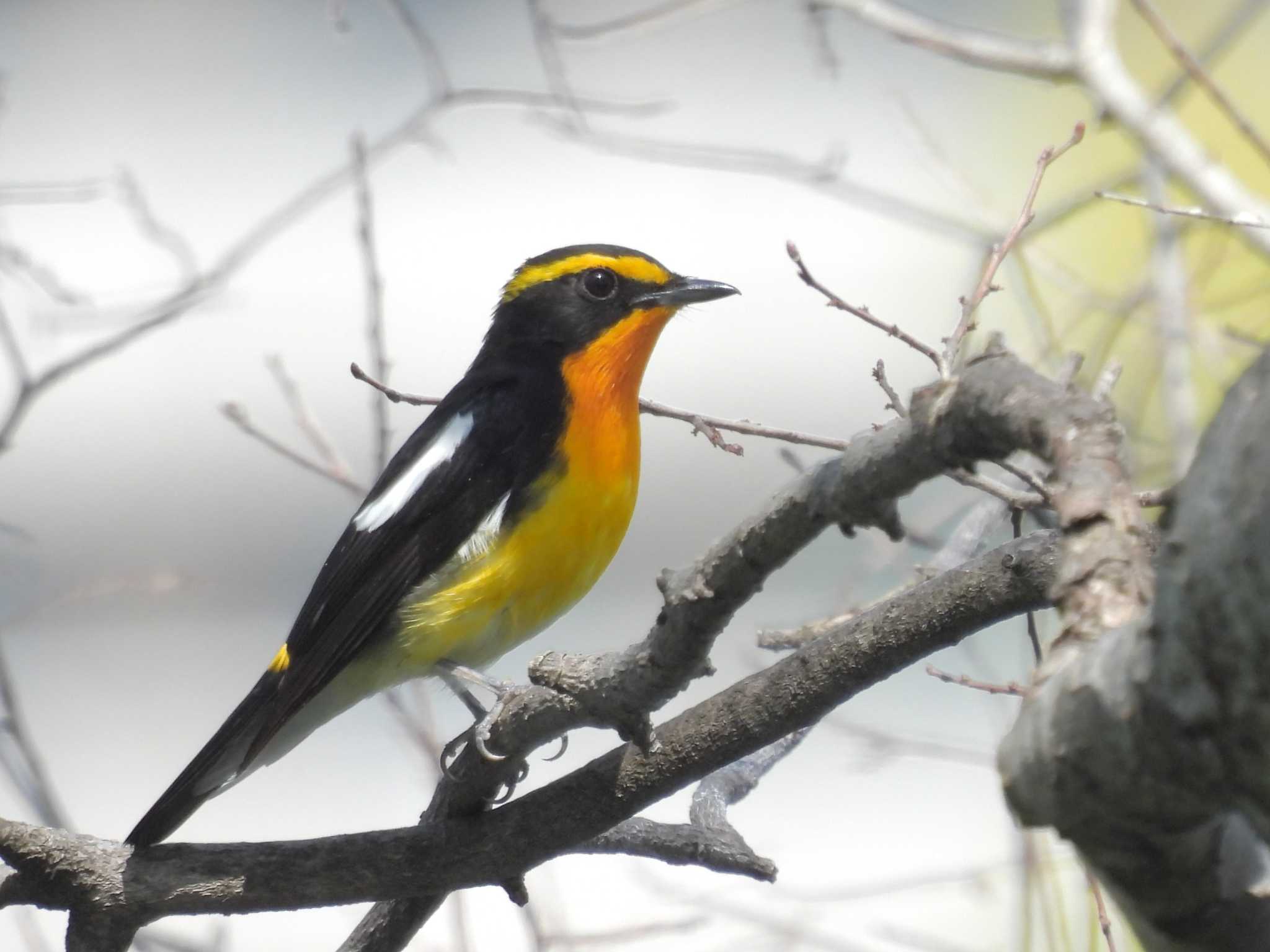 Photo of Narcissus Flycatcher at Osaka castle park by ゆりかもめ