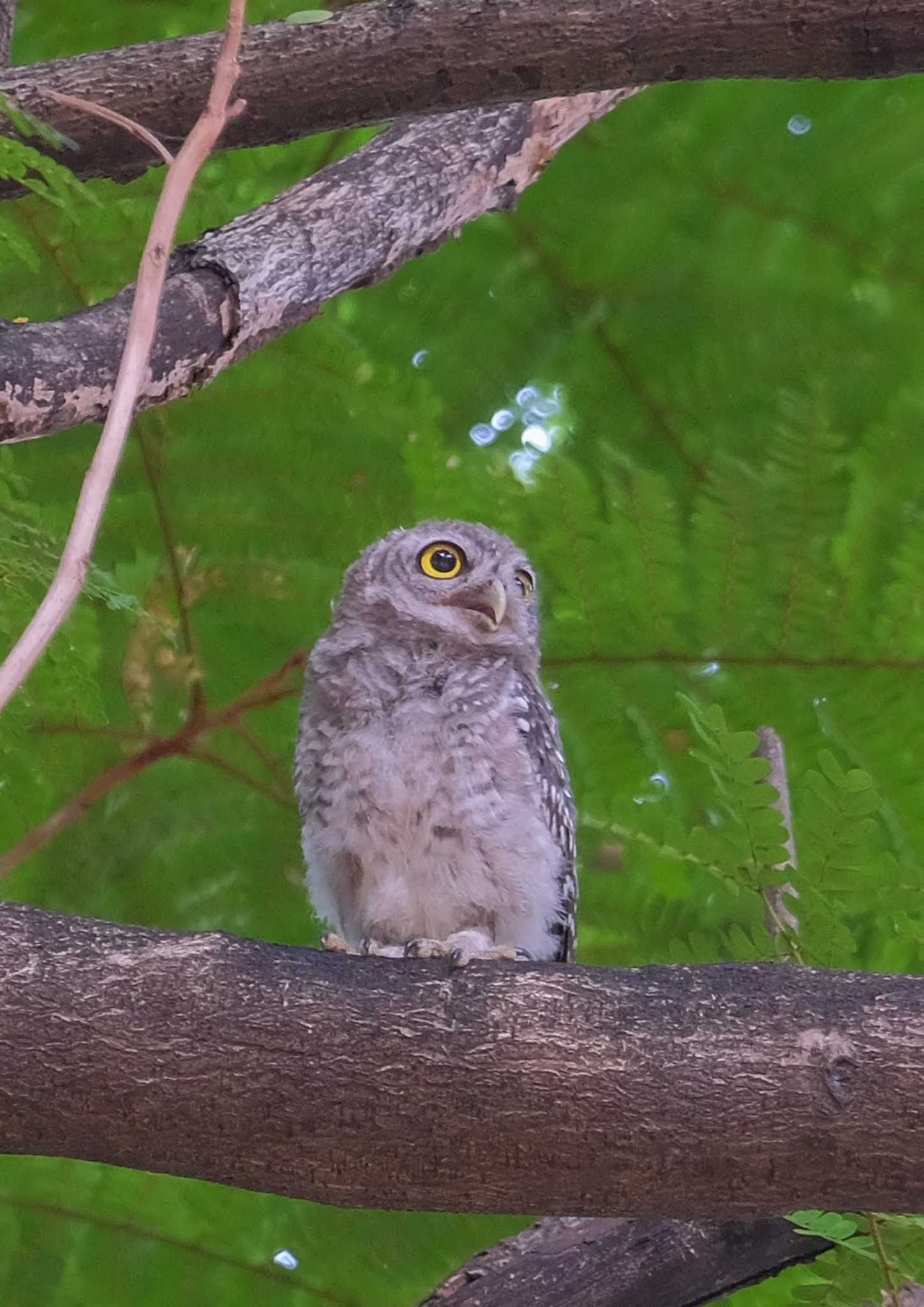 Spotted Owlet