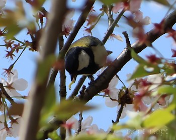 シジュウカラ 公園 2024年4月14日(日)