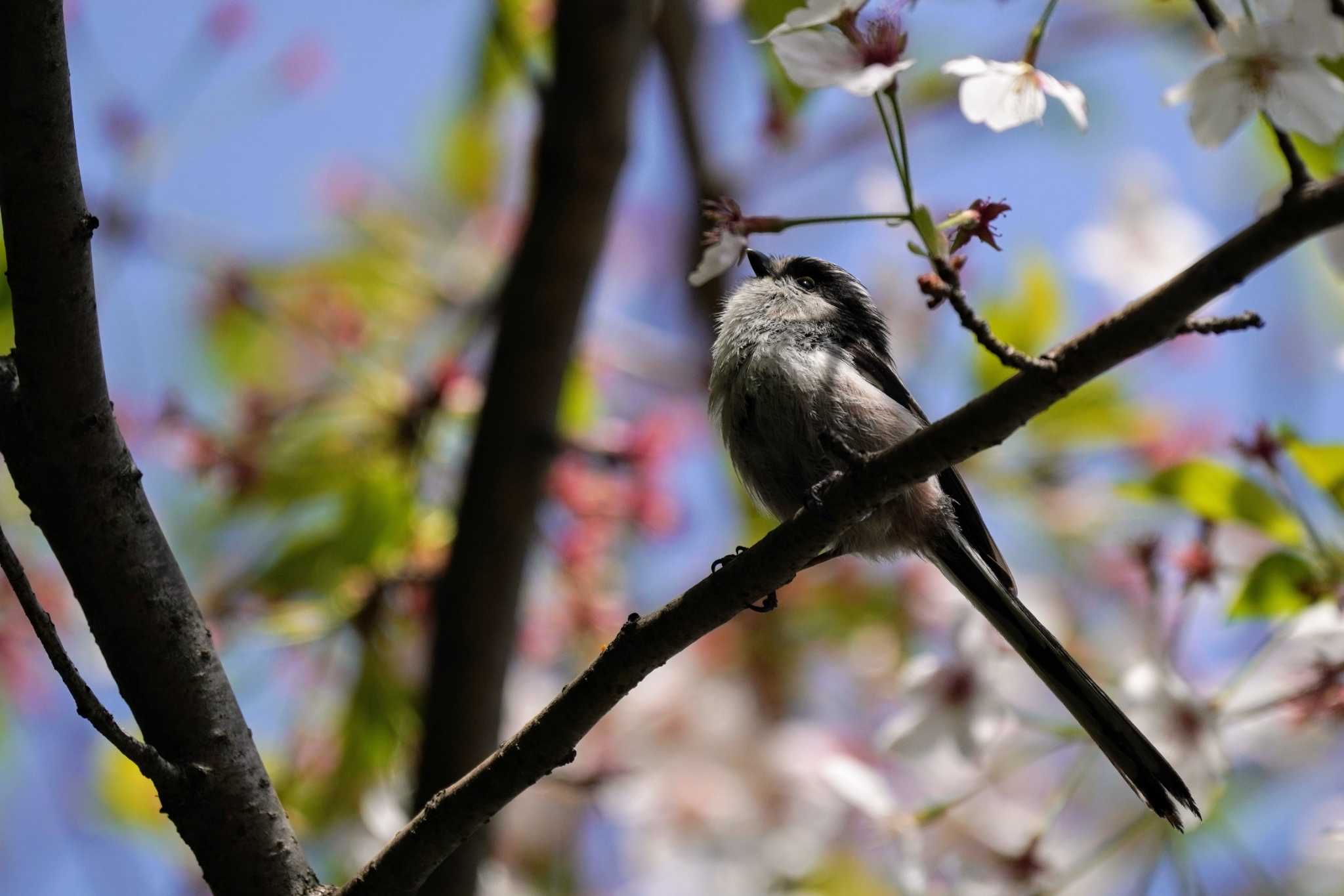 Photo of Long-tailed Tit at 泉の森公園 by さとポン