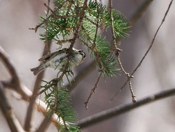 Goldcrest 滝野すずらん丘陵公園鱒見口付近 Sun, 4/14/2024