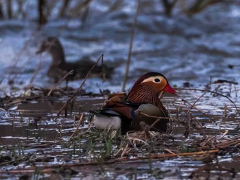 Mandarin Duck 福井緑地(札幌市西区) Sun, 4/14/2024