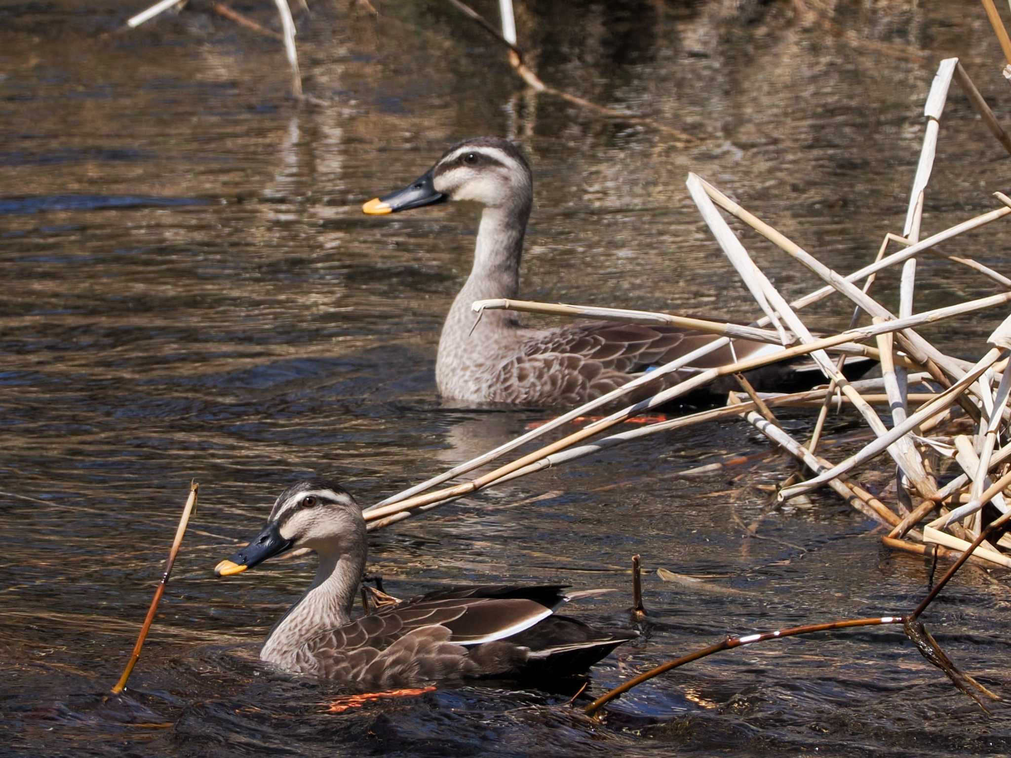 Eastern Spot-billed Duck