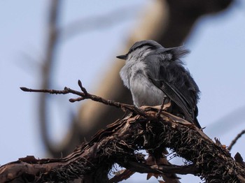 Eurasian Nuthatch(asiatica) 千歳川(烏柵舞橋〜第四発電所付近) Sun, 4/14/2024