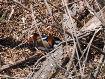 Mandarin Duck 千歳川(烏柵舞橋〜第四発電所付近) Sun, 4/14/2024