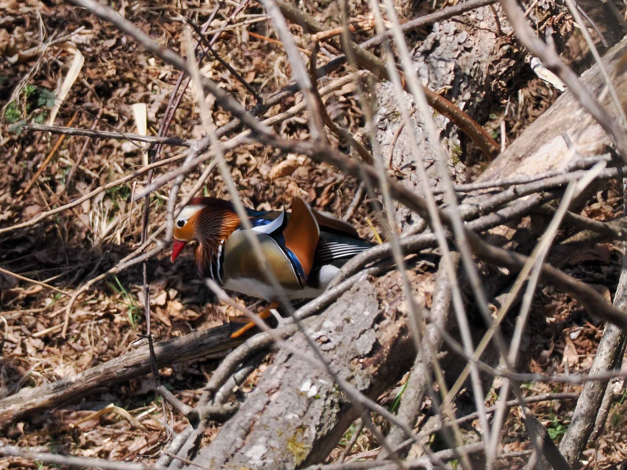 Mandarin Duck